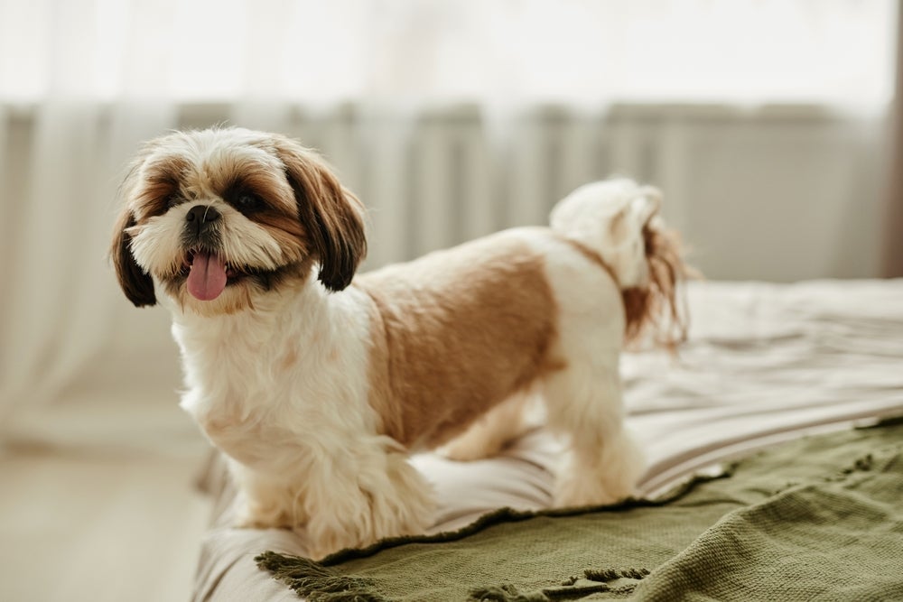A tosa bebê em Shih Tzu pode ter três comprimentos diferentes