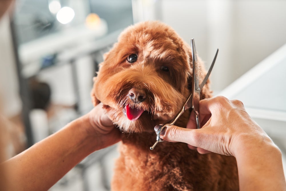Tosa de cachorro: algumas raças precisam aparar os pelos frequentemente