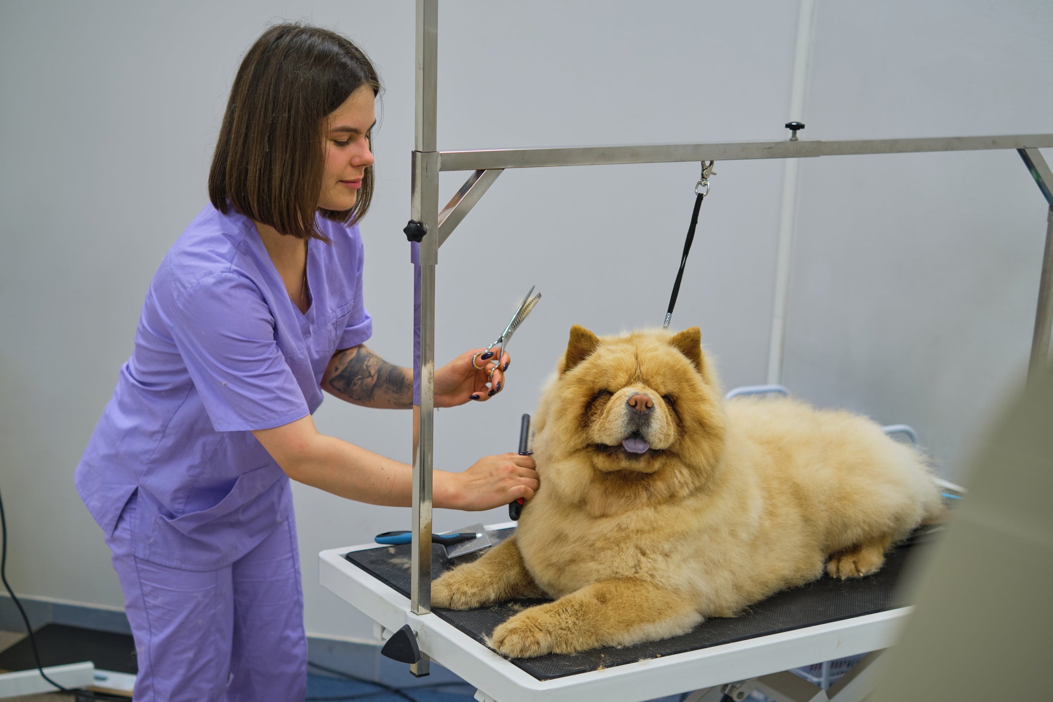 O que fazer com cachorro peludo no calor? Algumas raças de cachorro só devem ser tosadas com com uma técnica específica