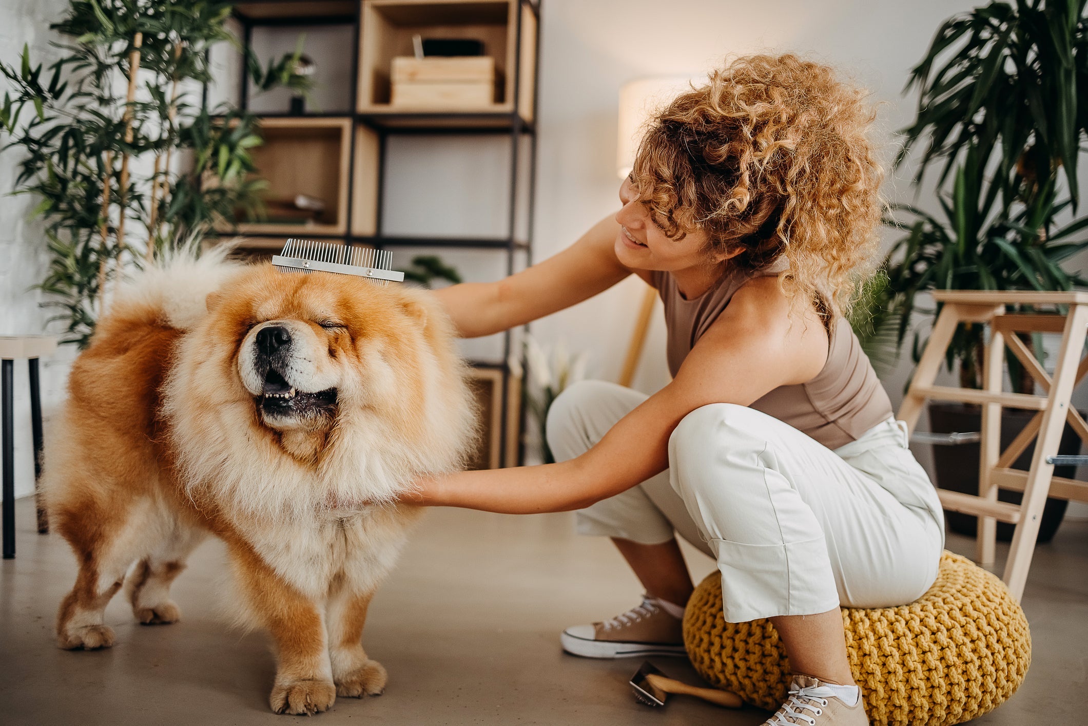 A tosa de Chow Chow no verão pode causar danos à saúde do animal