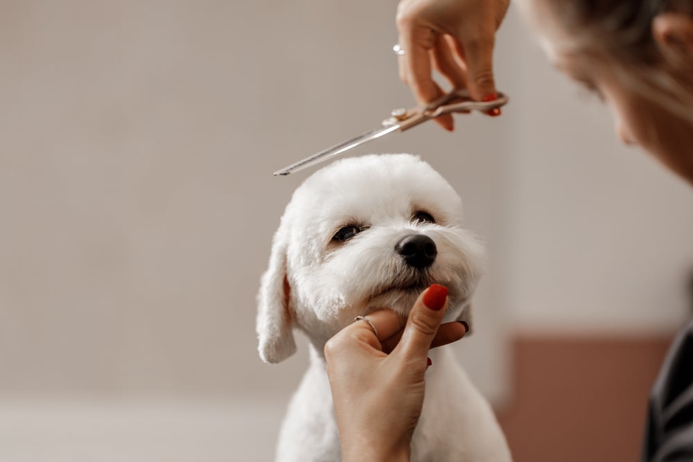 Para tosar cachorro no verão, isso vai depender da raça dele!