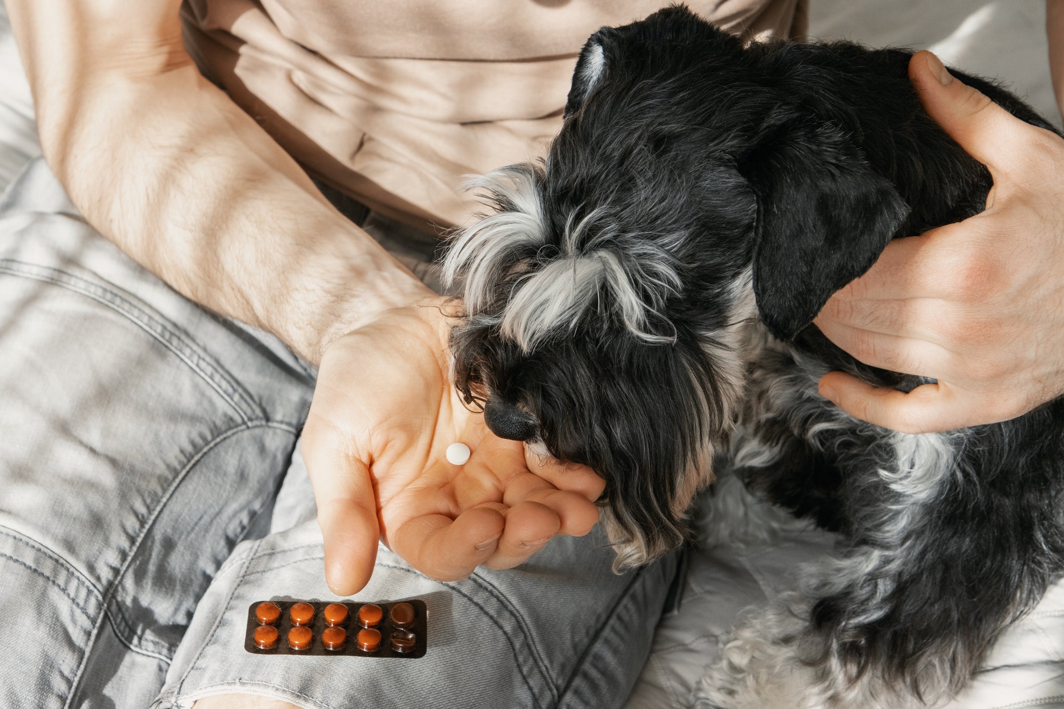 O tratamento da tosse de cachorro vai depender da doença que causou o sintoma