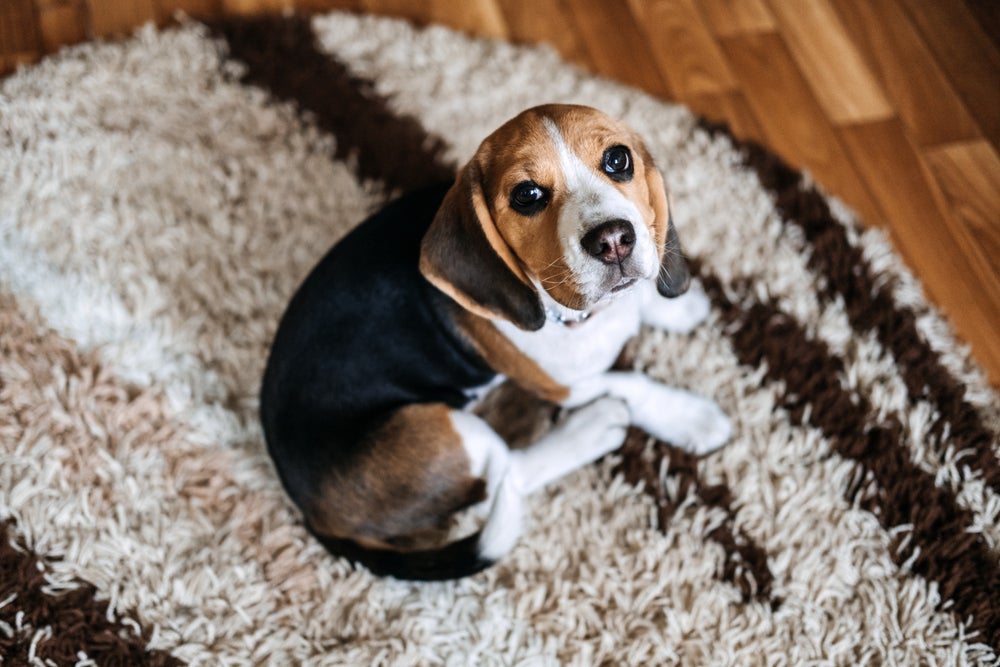 O cachorro com tosse pode significar desde engasgo até sérios problemas cardíacos