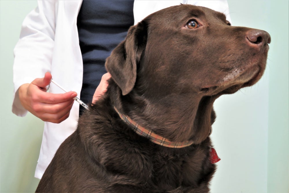 Existem 3 tipos de vacina para gripe em cachorro: injetável, oral e intranasal