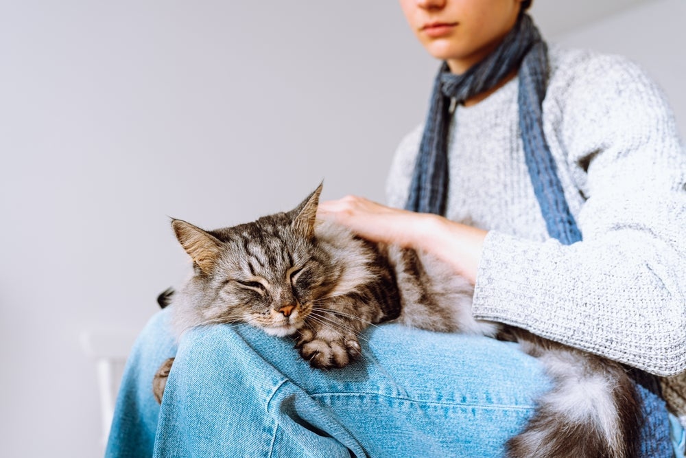 Doença do gato tem cura e não é necessário se desfazer do pet.