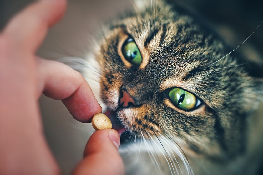 Toxoplasmose felina: tratamento em gatos normalmente é feito com antibióticos prescritos por um médico veterinário