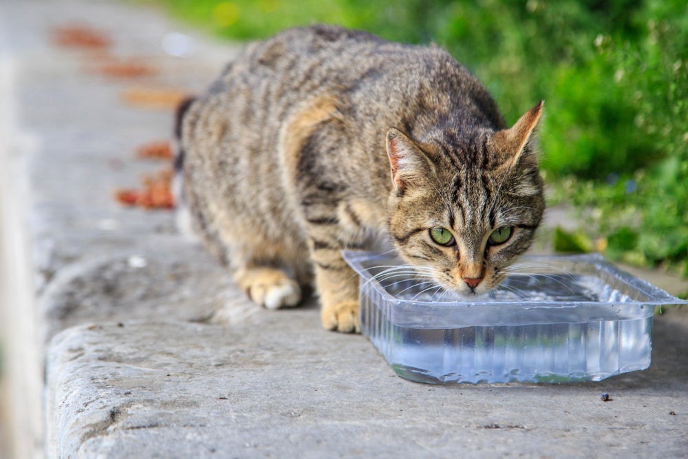 Para contrair a toxoplasmose, gato precisa ingerir carne crua, água ou presa contaminadas