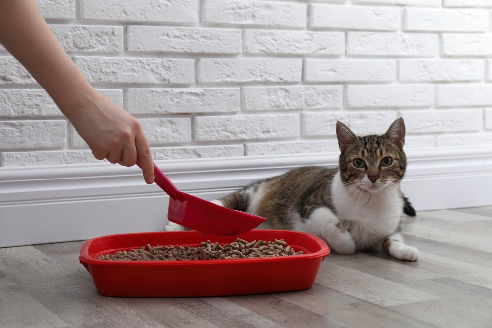 Para evitar a doença do gato, é importante ter cuidado ao limpar a caixinha de areia
