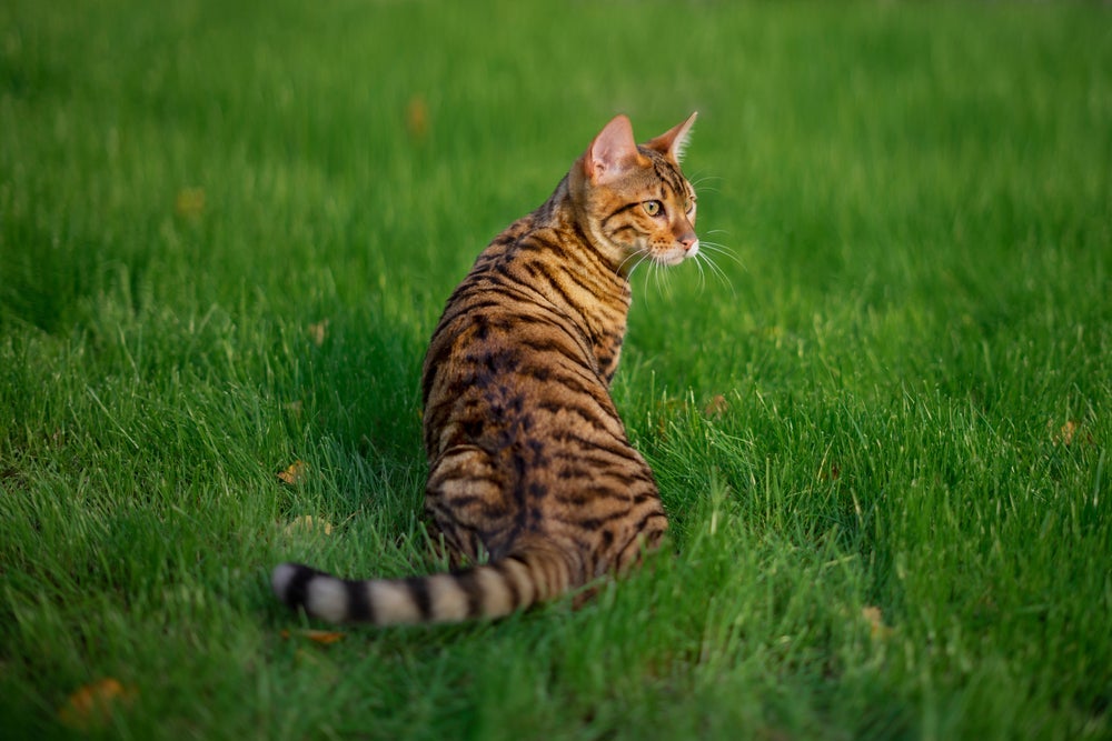 O Toyger é um gato que parece tigre