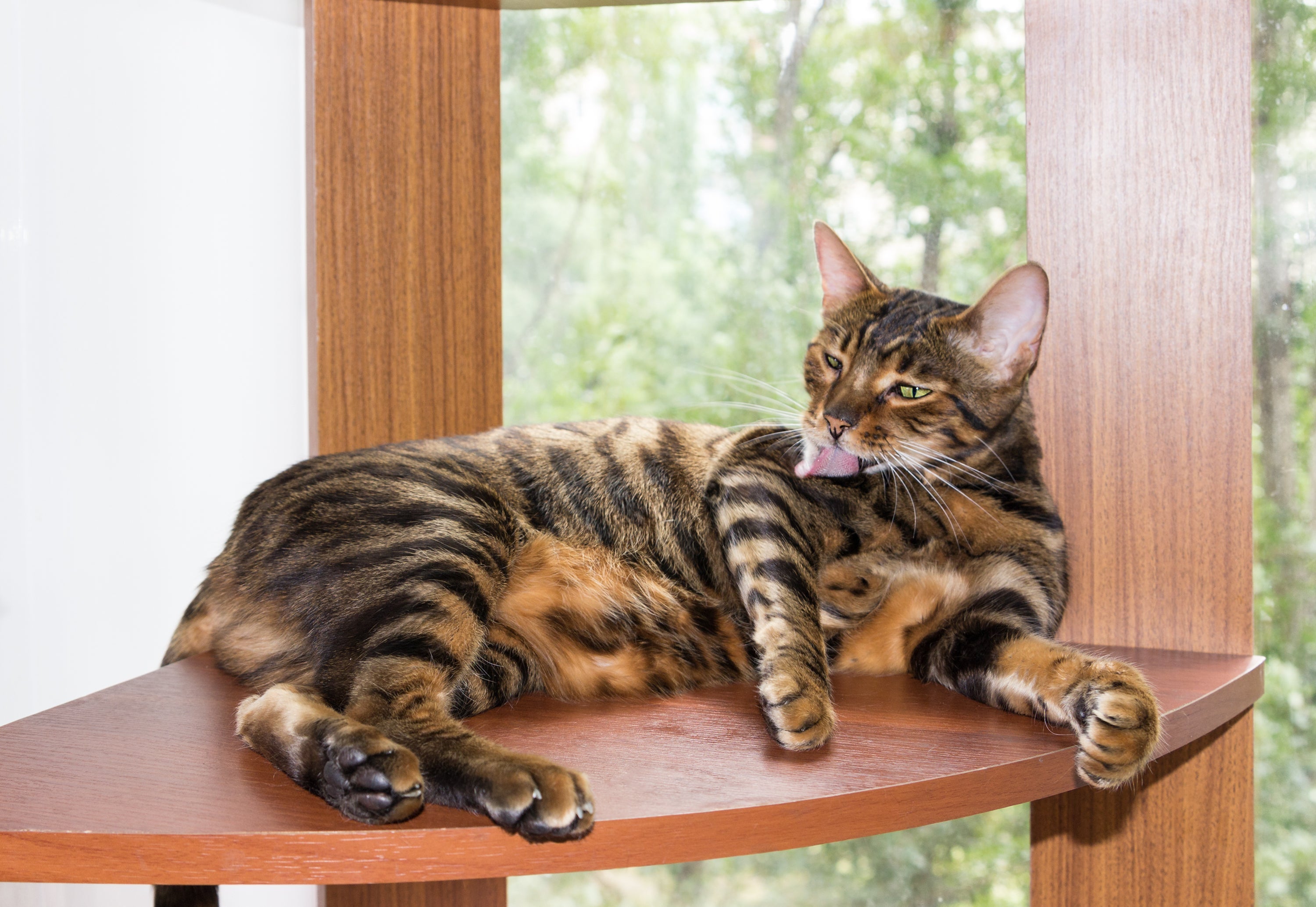 O Toyger é uma das raças de gato mais parecidas com o tigre