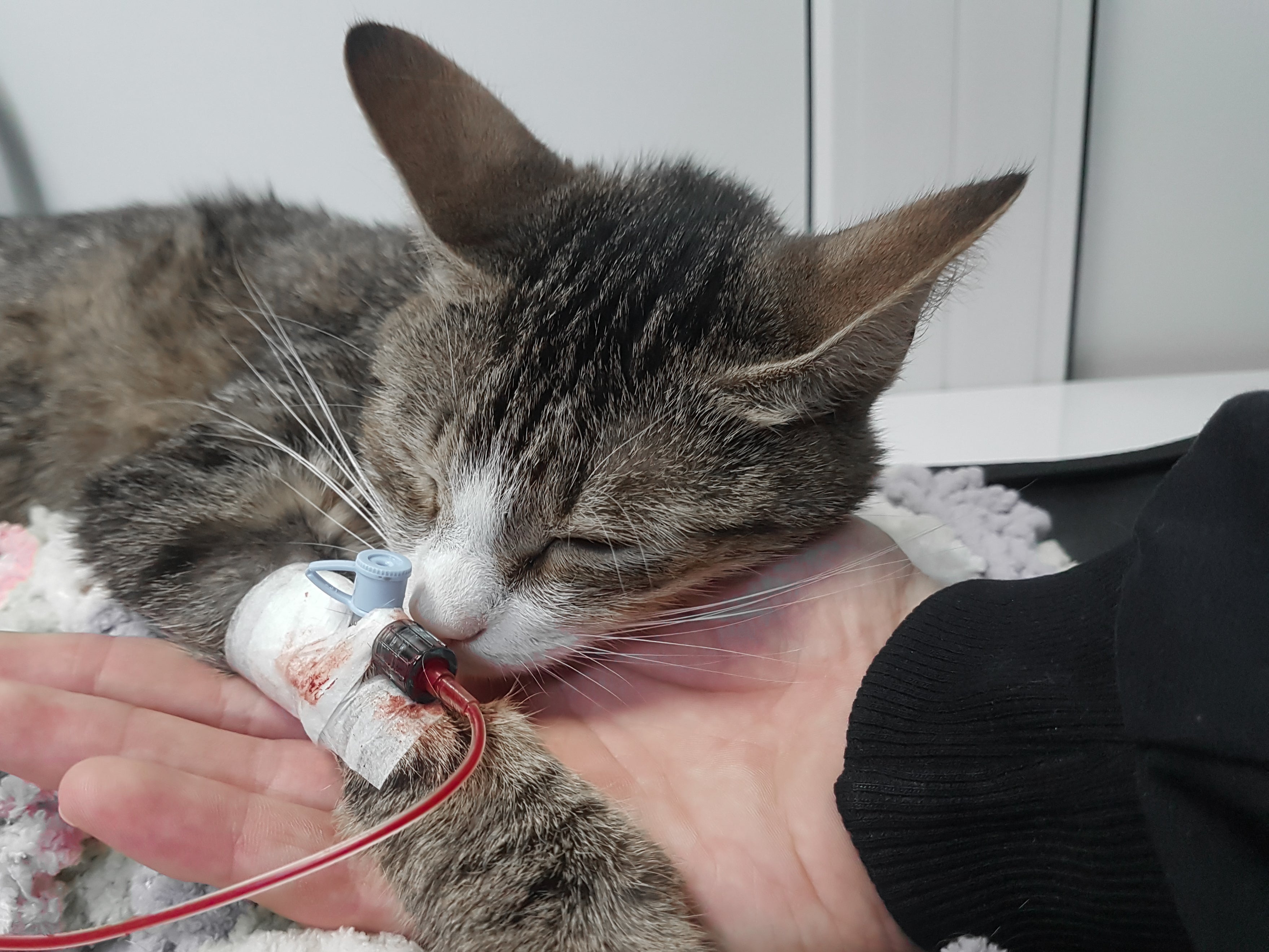 Transfusão de sangue: gatos devem atender a alguns critérios para se tornar doador