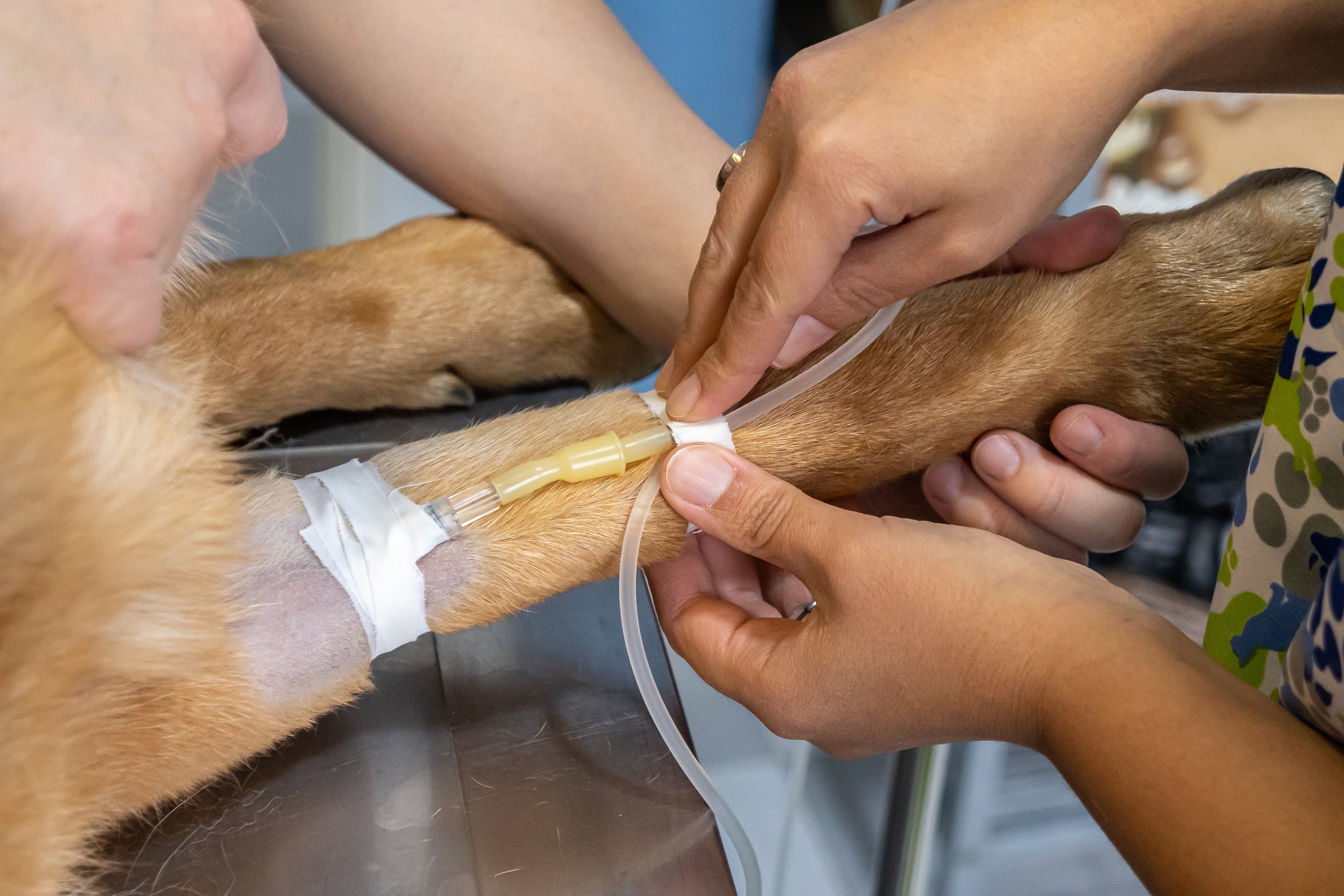 A doação de sangue pode salvar a vida de muitos cãezinhos