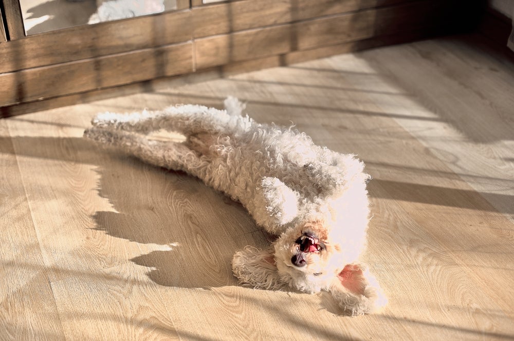 Os truques para cachorro rolar e fingir de morto devem ser feitos com o cachorro deitado de barriga para baixo