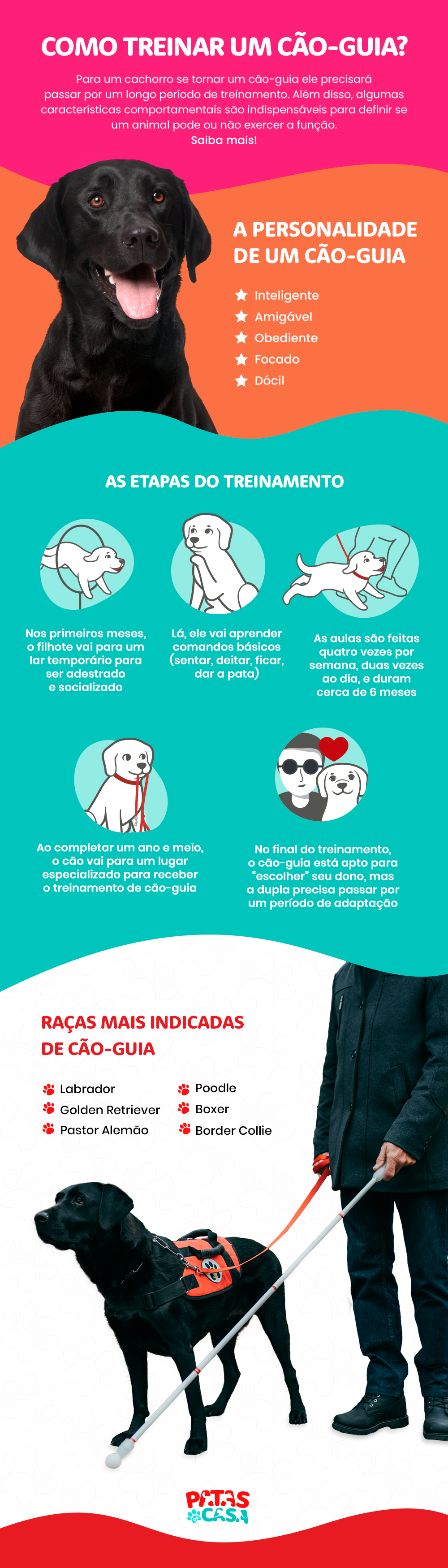 O cão-guia deve ter um treinamento especializado que passa por diferentes etapas
