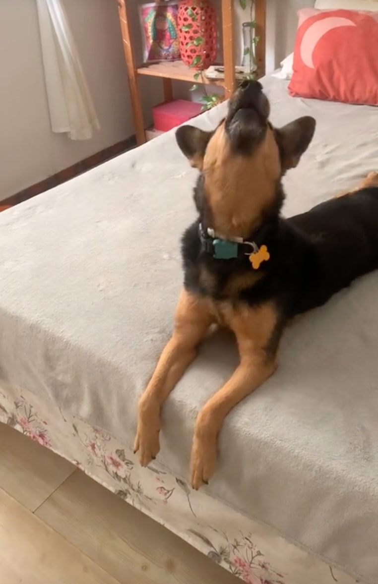 Estrela não se deixou intimidar nem com a possibilidade de ter que brigar com um Doberman