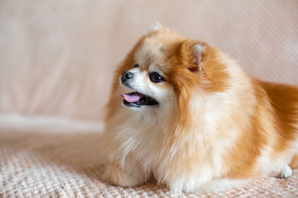 A trombose canina pode deixar o cachorro ofegante