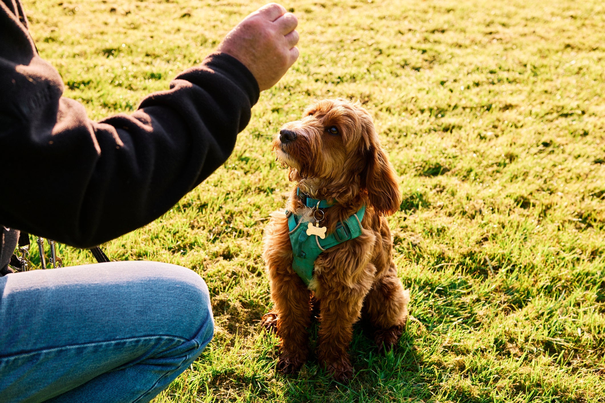 Os petiscos para cachorro são aliados do adestramento positivo