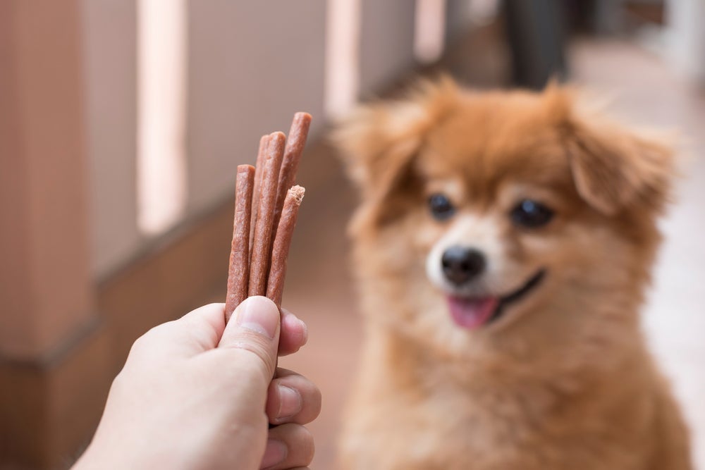 Truques para cachorro: o reforço positivo é uma das melhores técnicas