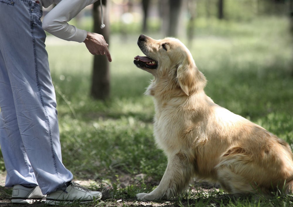 Saber como treinar um cachorro para sentar não é difícil
