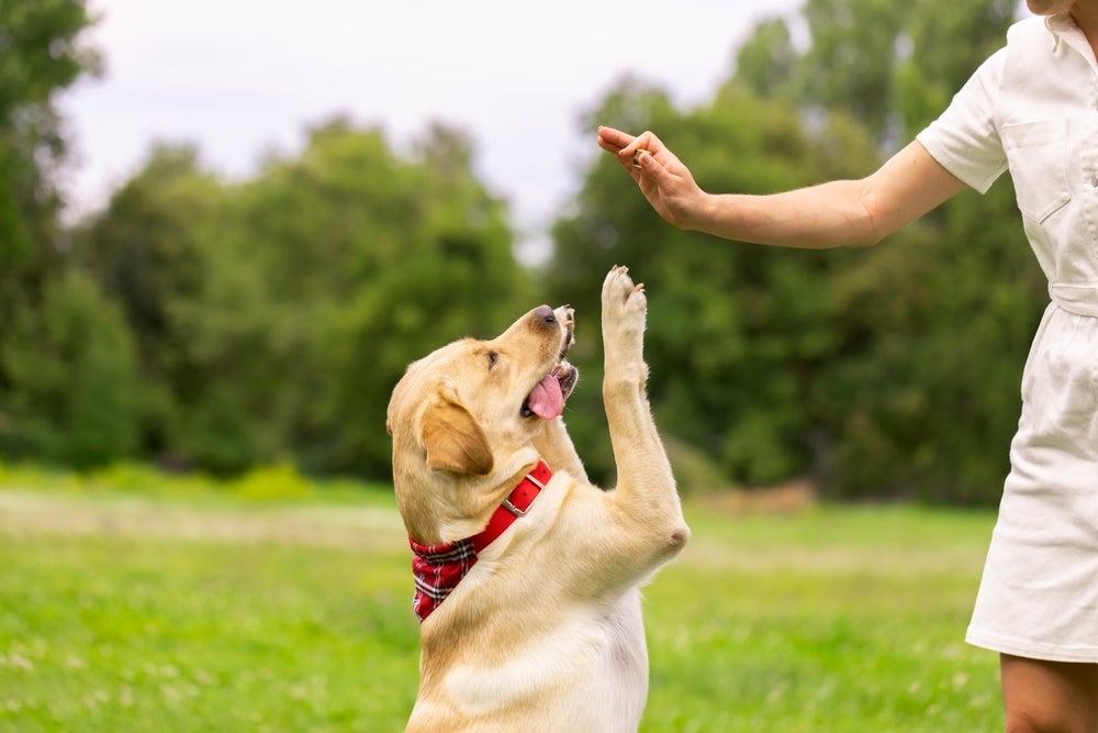 Na hora de ensinar truques para cachorro, é fundamental dar alguma recompensa sempre que ele acertar o comando