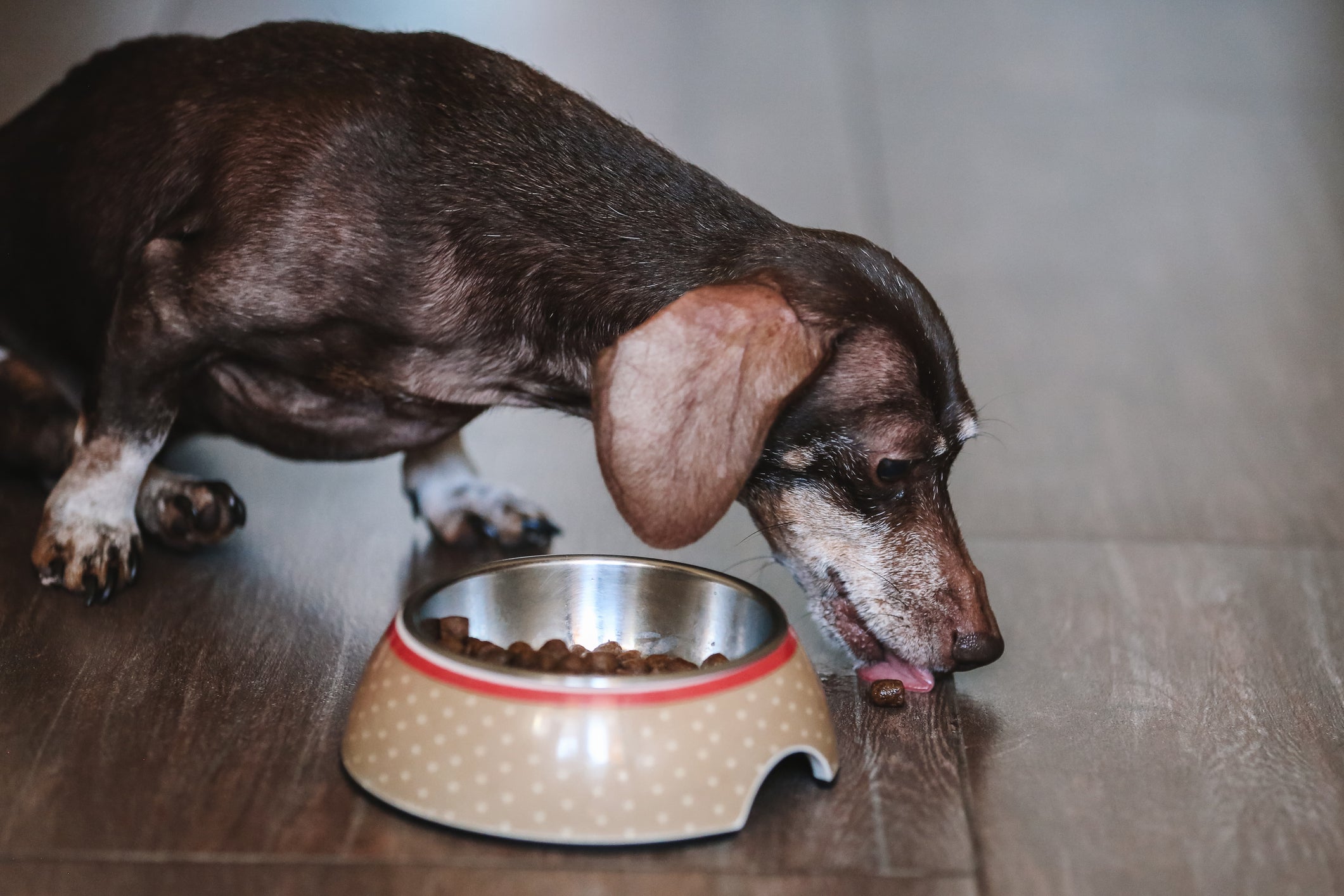 O cachorro idoso precisa de uma alimentação adequada para a idade