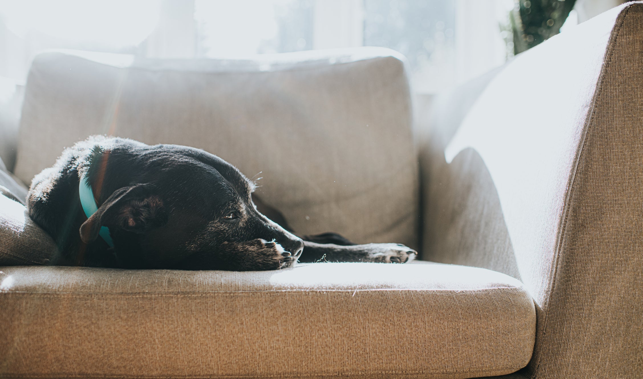Cachorro idoso dorme muito? Um cãozinho na terceira idade tem menos disposição