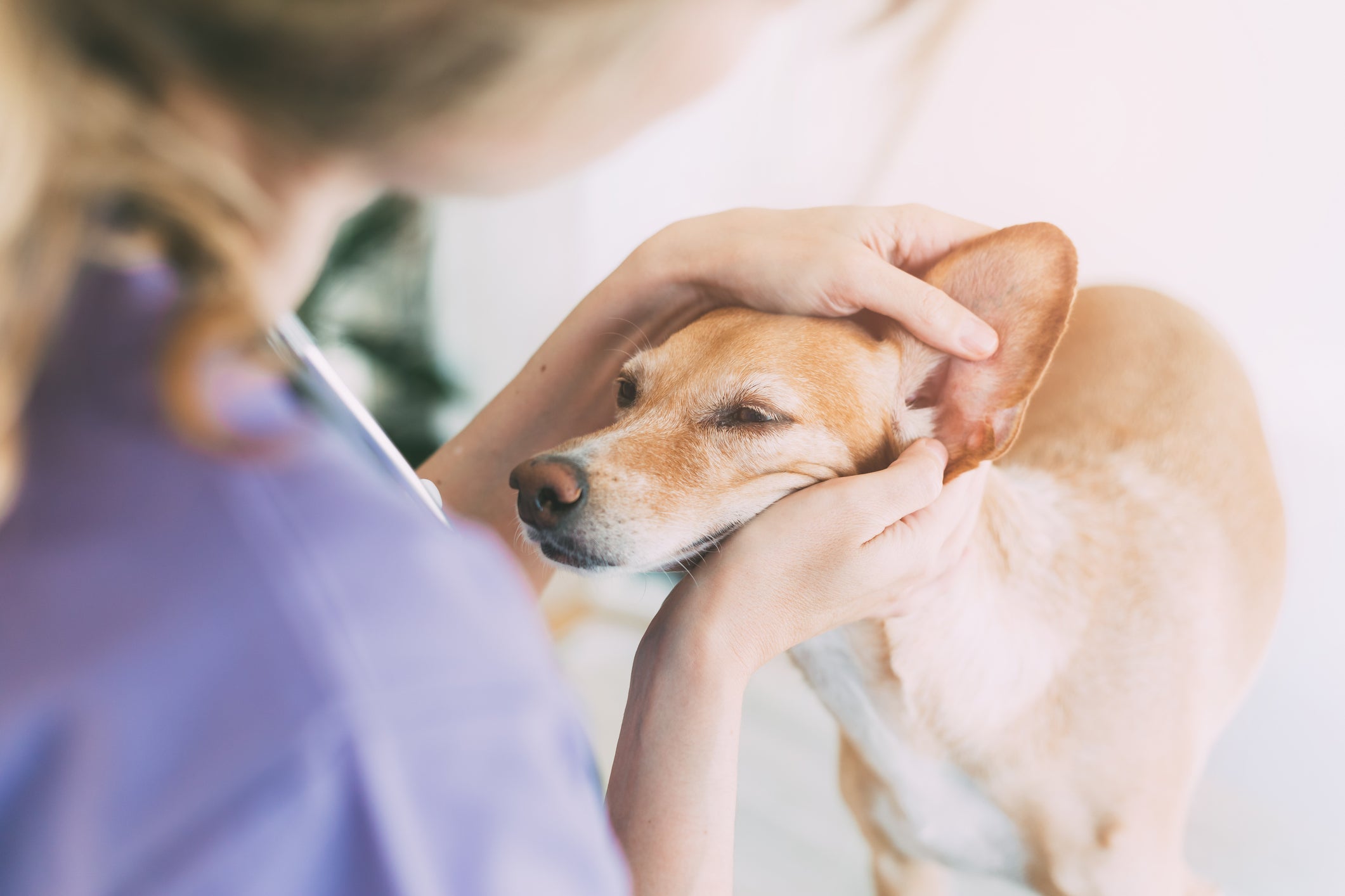 O primeiro passo de como limpar orelha de cachorro é checar se há algum machucado nela