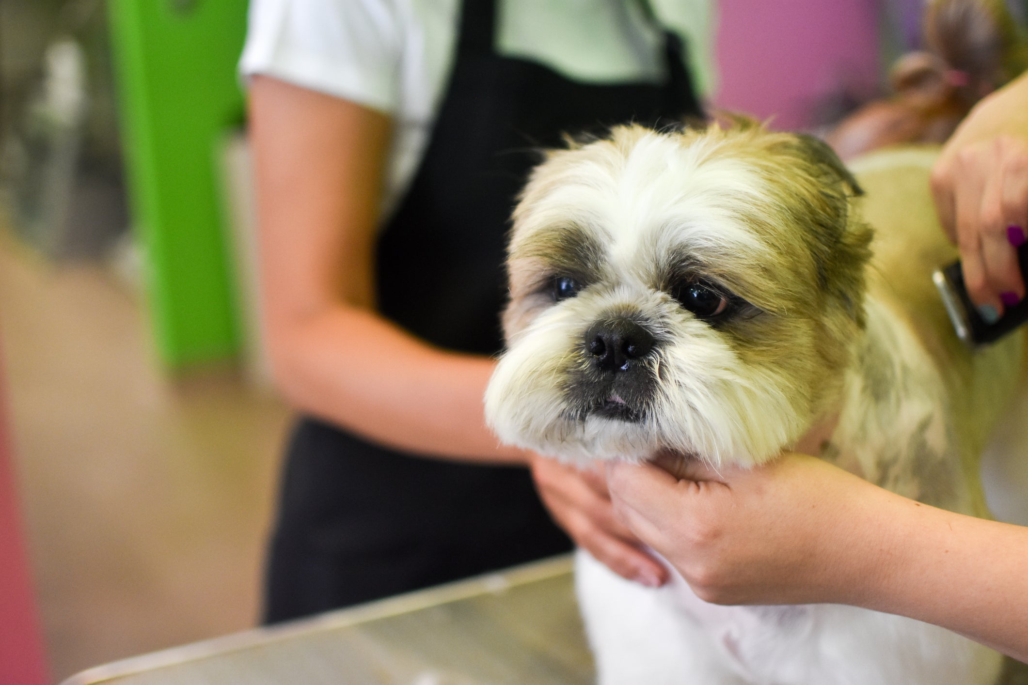 A máquina de tosar cachorro só deve ser manipulada por pessoas que têm experiência com o equipamento