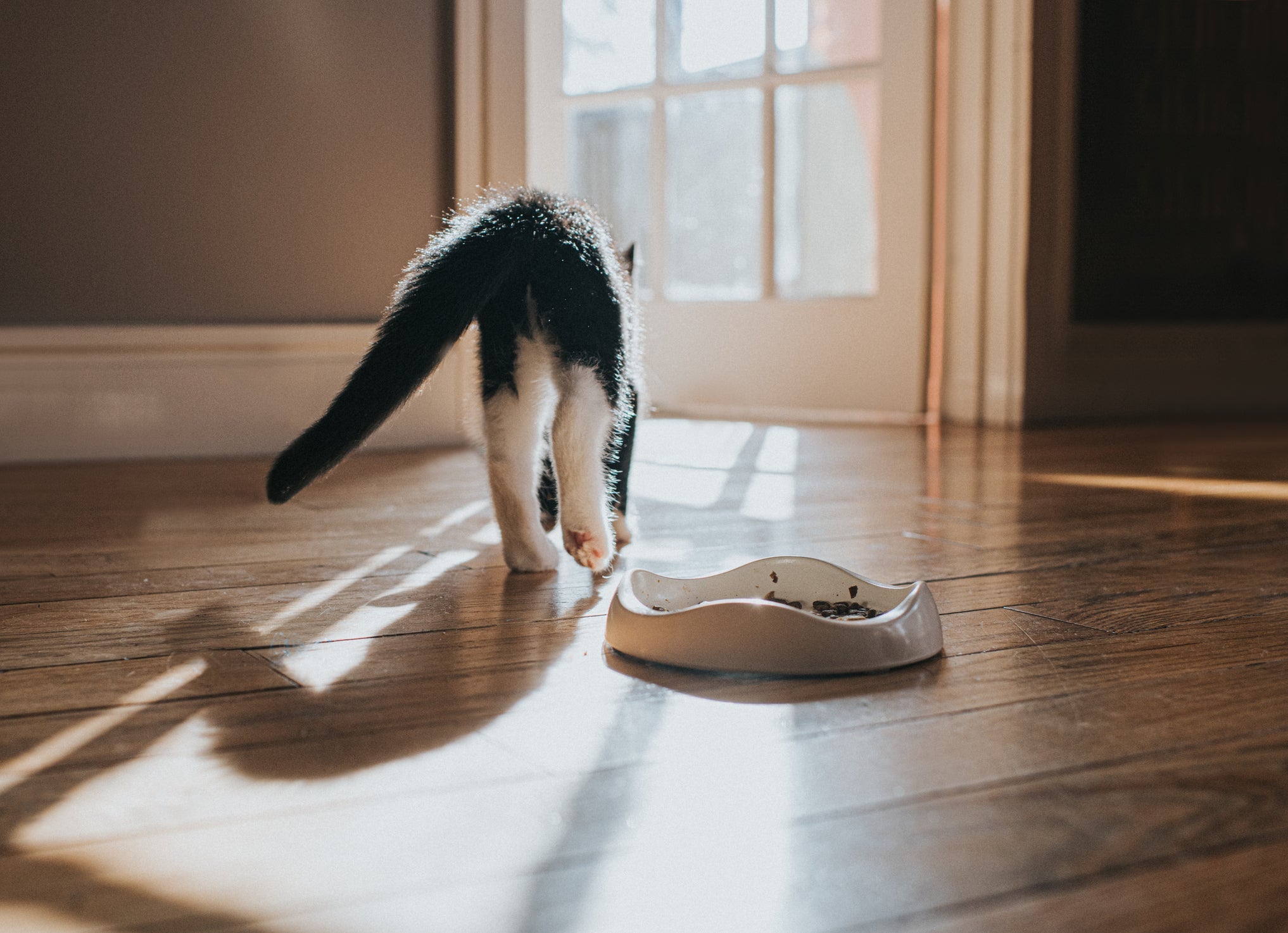 Câncer em gato: um dos sintomas do linfoma alimentar é a falta de apetite