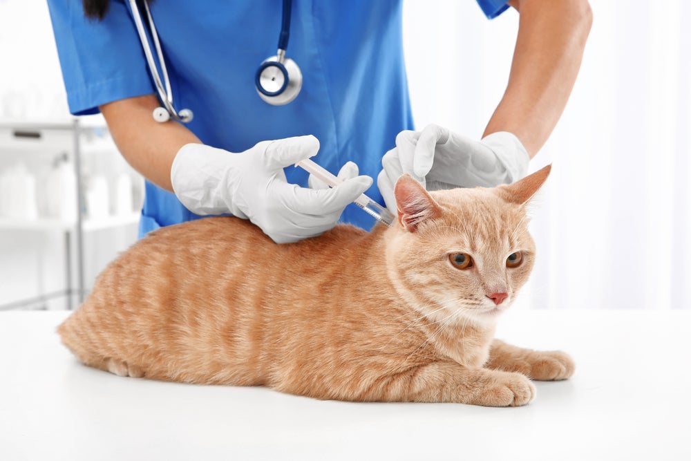 Tumor em gatos: o sarcoma é uma doença rara e não deve ser motivo para deixar a vacinação de lado