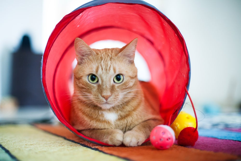 Túnel: gato também pode se divertir com o modelo reciclável do brinquedo