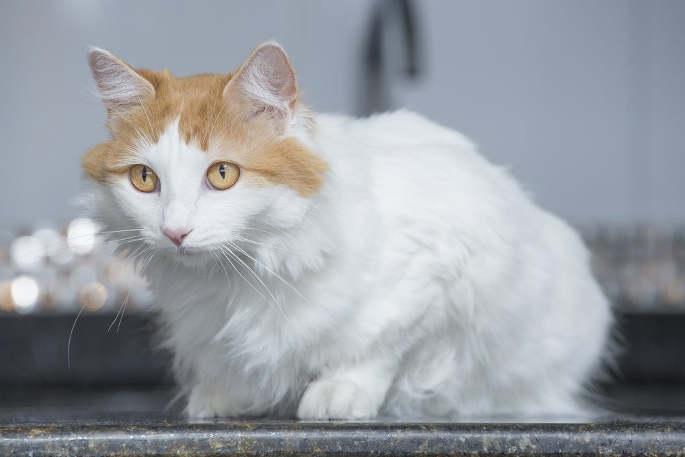 O Turkish Van pode ter alguns sombreados pelo corpo, mas seus pelos geralmente são bem branquinhos