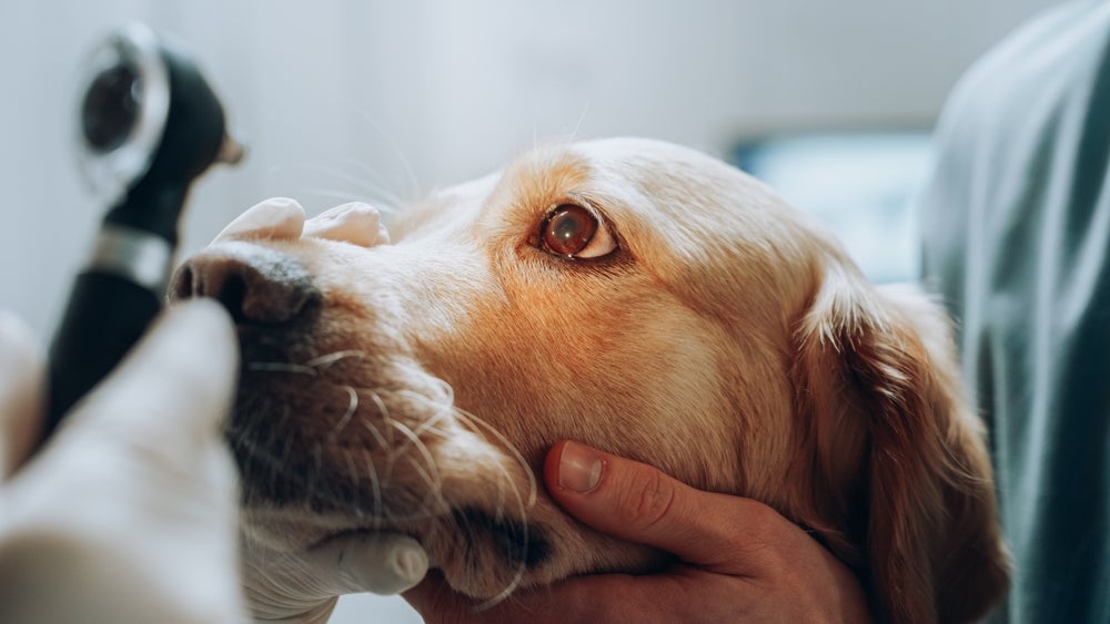 A úlcera de córnea em cães: tratamento deve ser orientado por médico veterinário