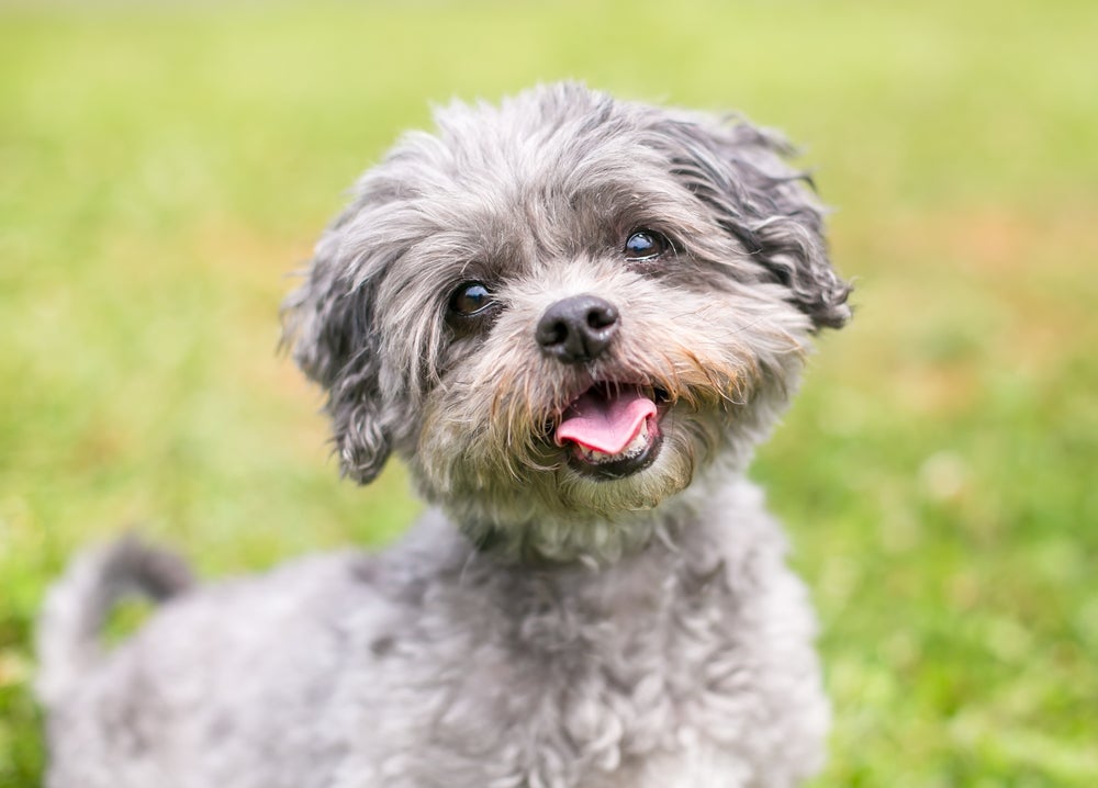 A úlcera de córnea em cães Shih Tzu, Bulldogs e Pugs é muito comum