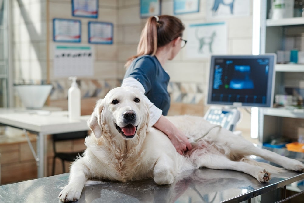 A ultrassonografia para cachorro é um procedimento simples, mas que pode deixar o animal inquieto