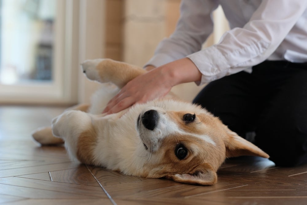 Na suspeita de hérnia umbilical, cachorro deve fazer exames de palpação e imagem para iniciar logo o tratamento