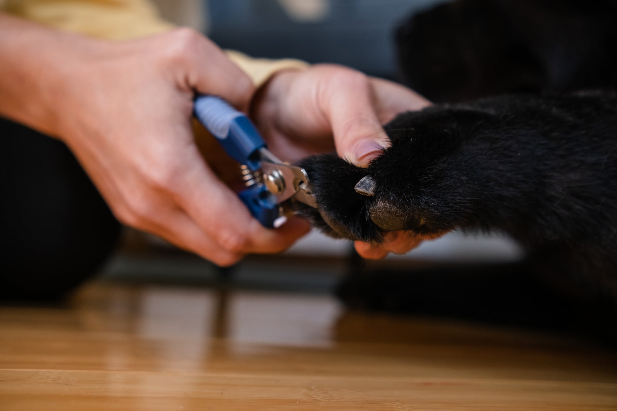 Saber como cortar a unha de cachorro é fundamental para evitar problemas