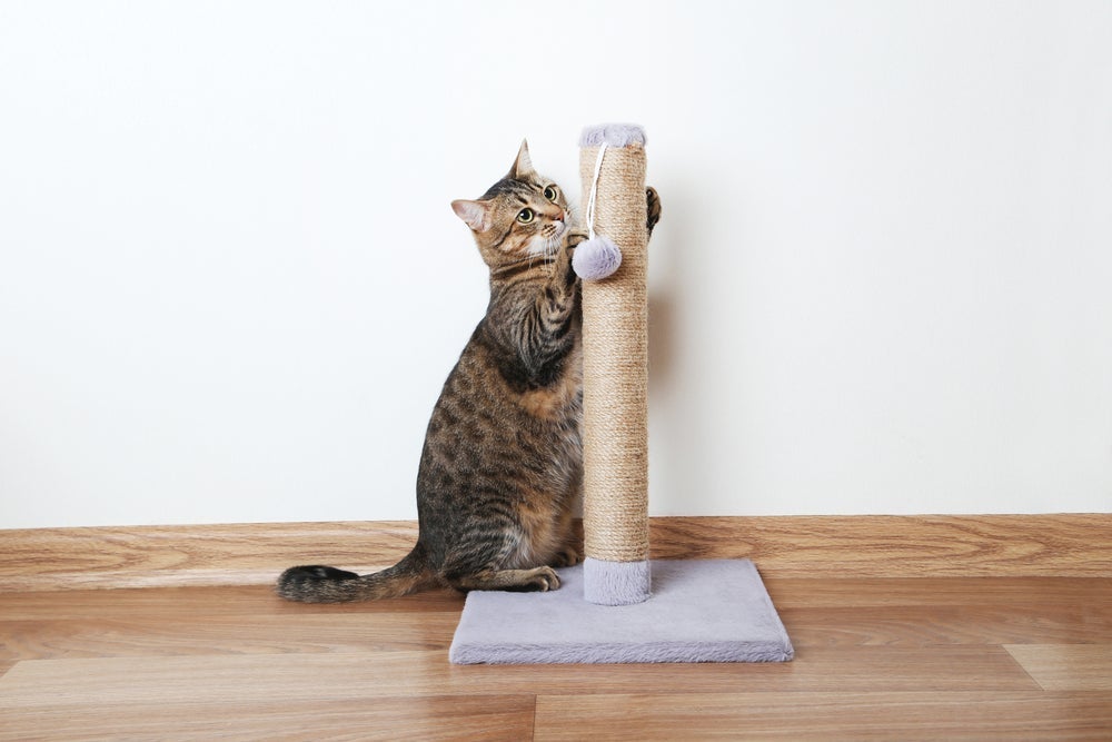 O arranhador para gatos é um ótimo acessório para se ter em casa