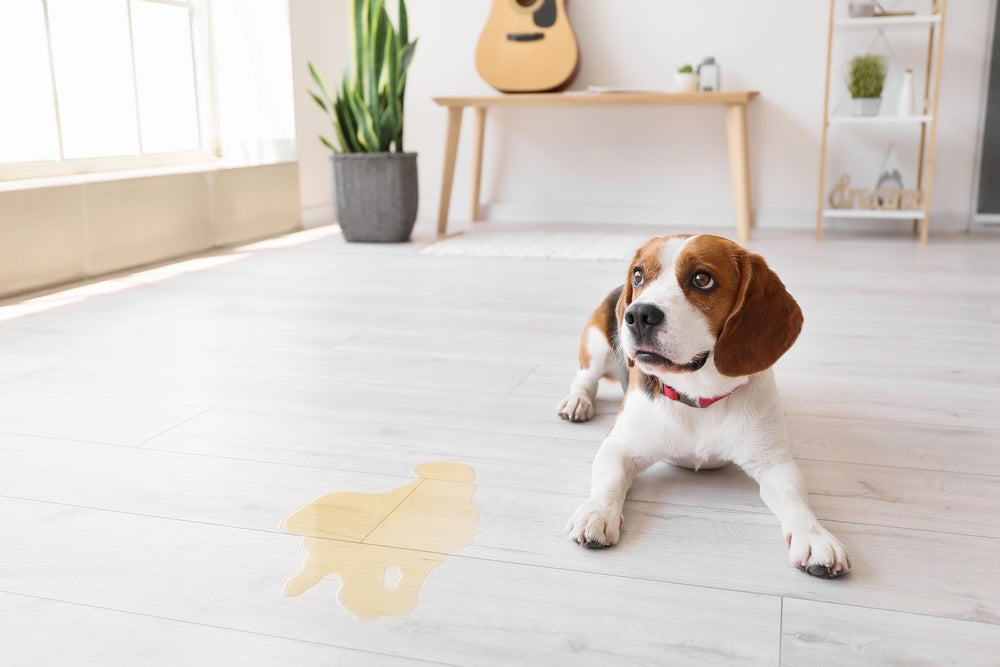 O processo de como coletar urina de cachorro fêmea em casa requer calma e tranquilidade