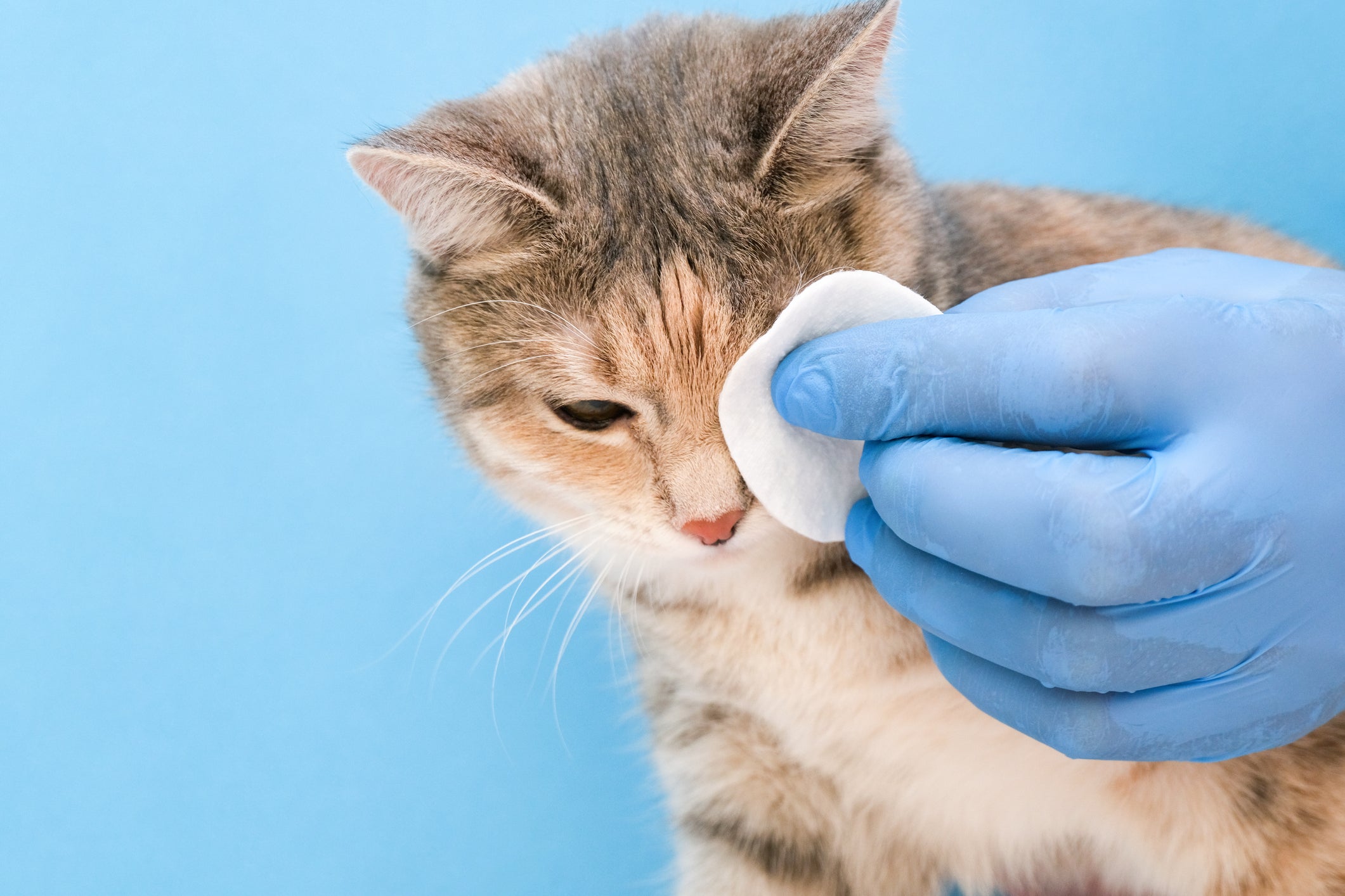 A uveíte em gatos tem cura, mas tratamento deve começar desde cedo para evitar sequelas