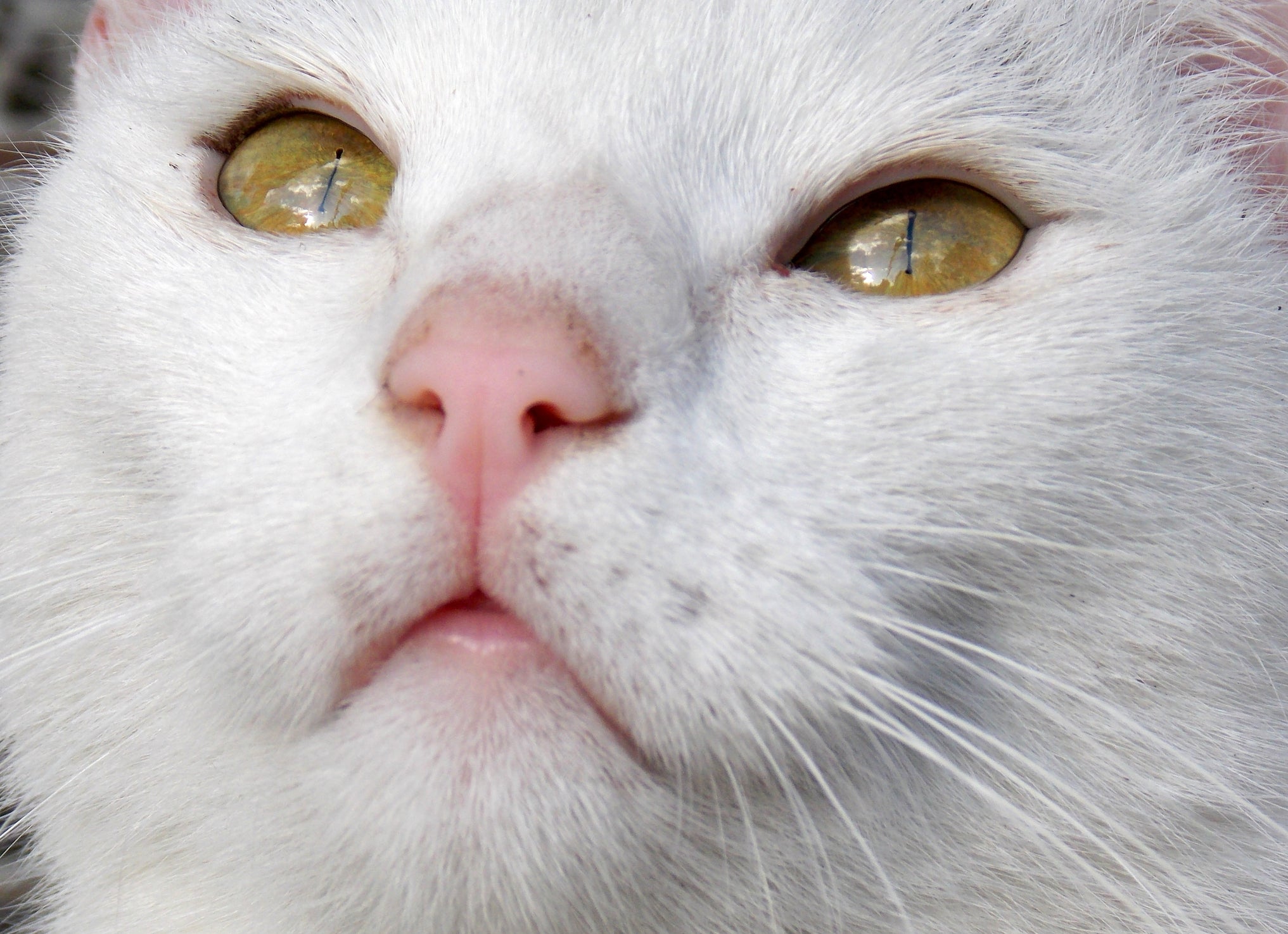 O olho do gato lacrimejando é um dos principais sintomas da uveíte felina
