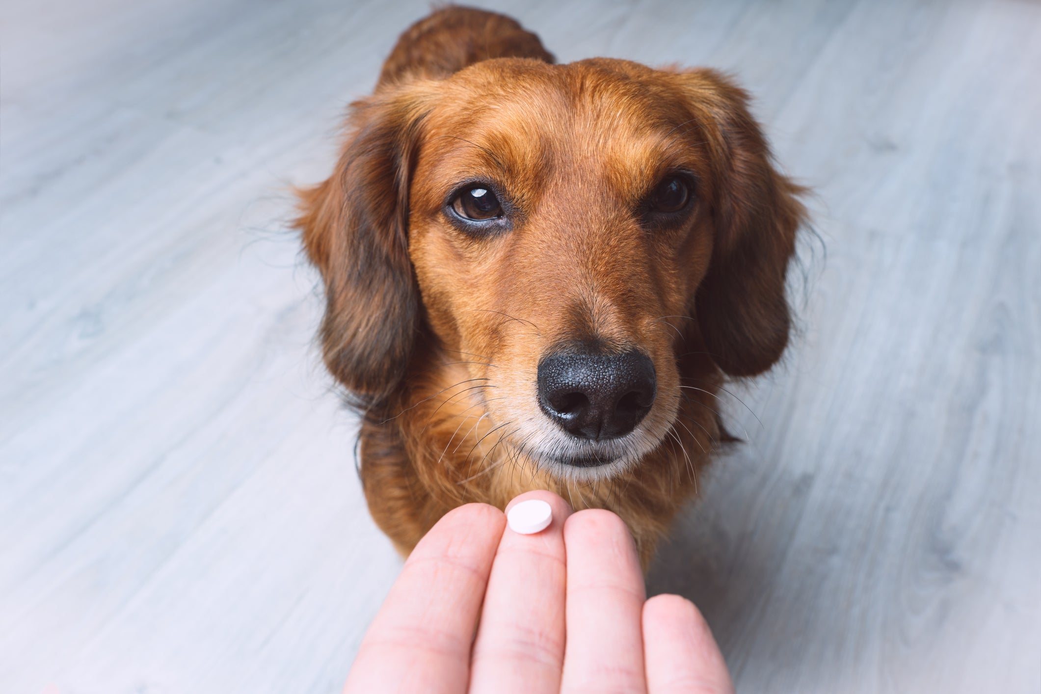 O vermífugo para cachorro ajuda a combater vermes, um problema muito comum em filhotes