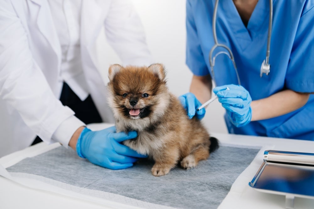 A tabela de vacinas para cachorros filhotes deve ser seguida à risca