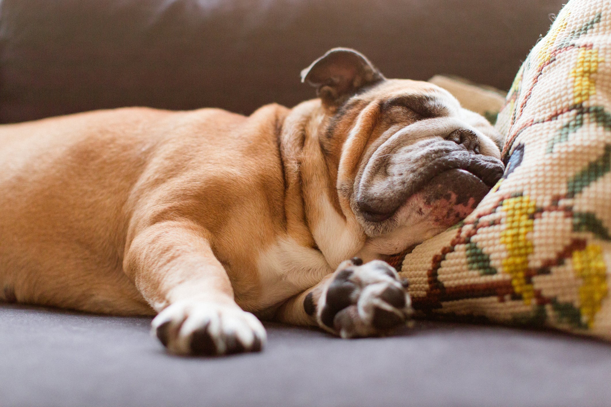 Gripe canina: sintomas como o cansaço e apatia são comuns 