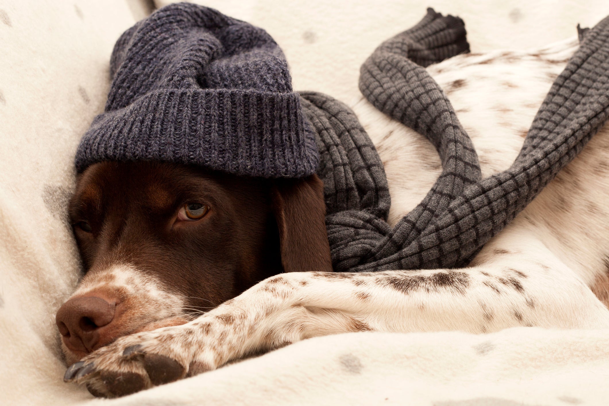 Gripe canina pode ser evitada protegendo o cachorro do frio