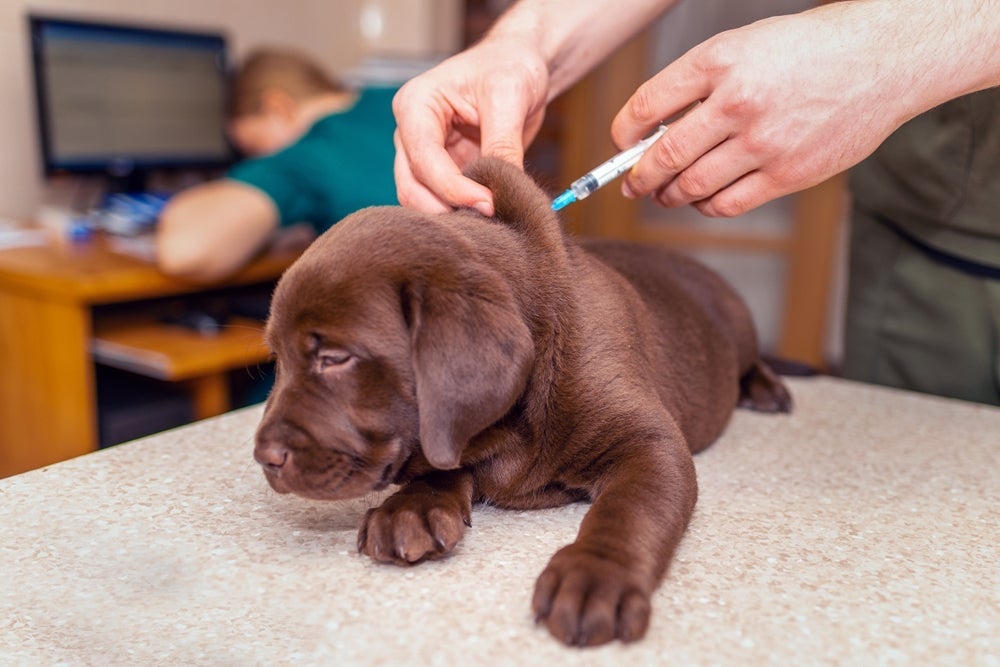 Vacina contra raiva de cachorro é obrigatória por lei no país