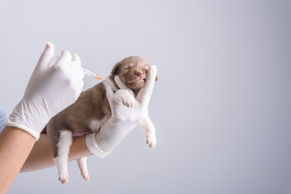 A vacina v10 para cachorro deve ser aplicada no cão ainda filhote.