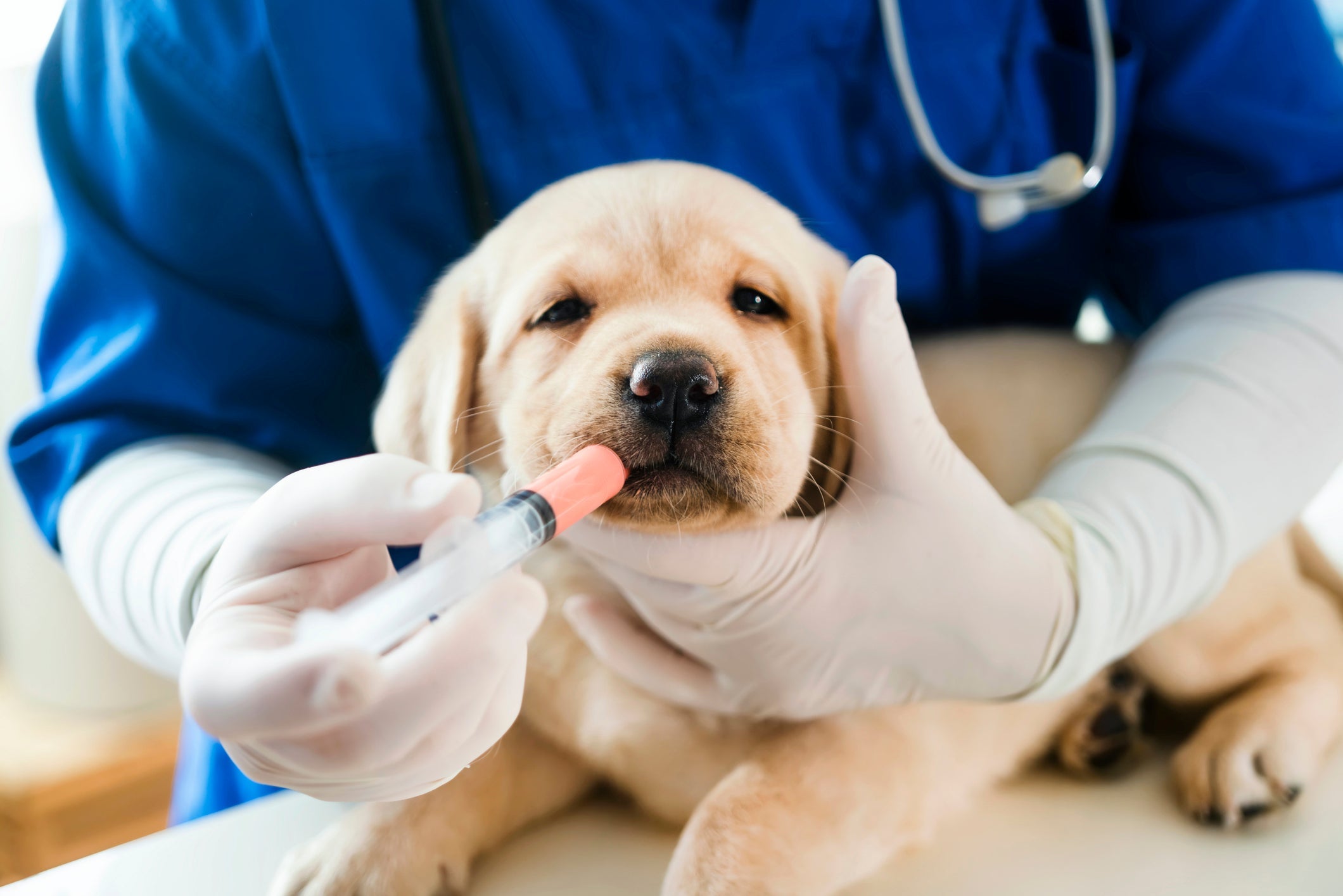A vacina de cachorro V10 ou V8 é a primeira que deve ser aplicada