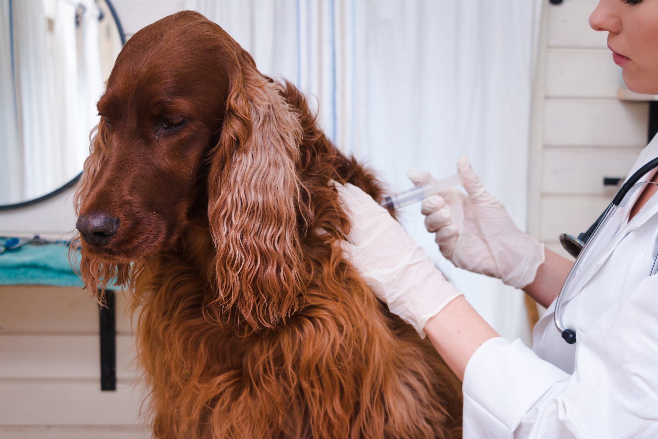 A tabela de vacina para cachorro deve ser seguida à risca para garantir a proteção do animal
