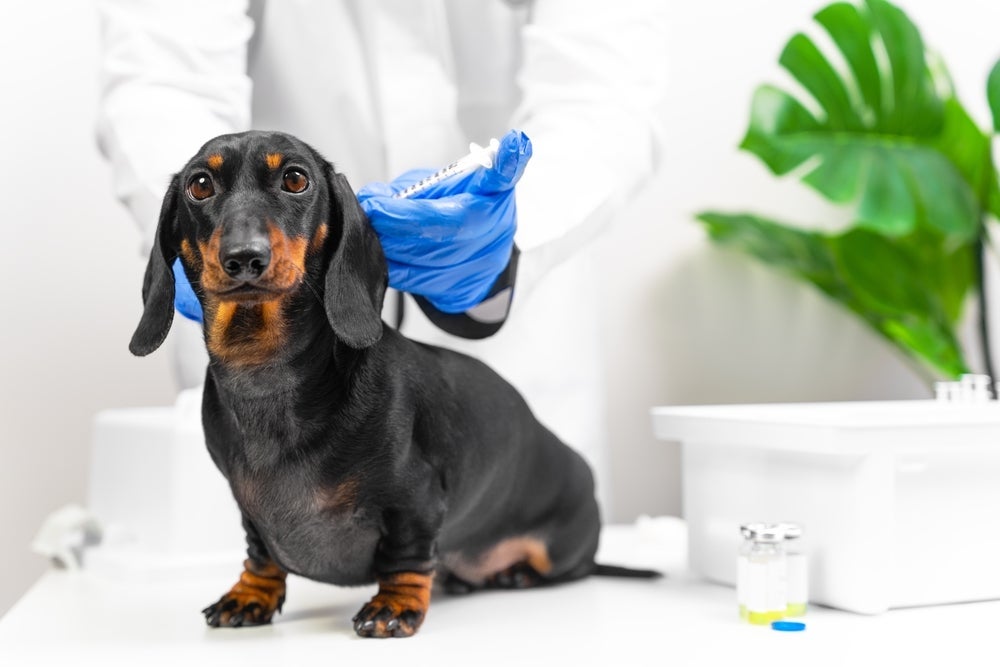 Vacinas: cachorro fora do grupo de recomendação também pode receber as não obrigatórias.